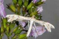 Wheeleria spilodactyla