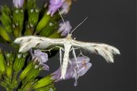 Wheeleria spilodactyla