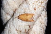 Acleris rhombana