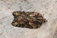 Acleris abietana