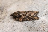 Acleris abietana