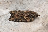 Acleris abietana