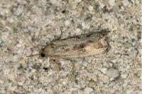Endothenia quadrimaculana