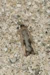 Endothenia quadrimaculana