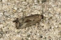 Endothenia quadrimaculana