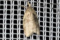 Capua vulgana