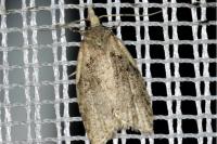 Capua vulgana