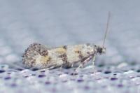 Chrysoesthia atriplicella