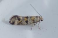 Chrysoesthia atriplicella