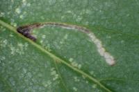 Bucculatrix ulmifoliae