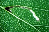 Bucculatrix ulmifoliae