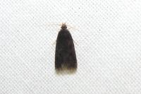 Lecithocera