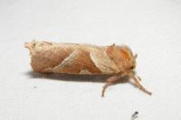 Triodia sylvina