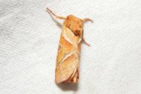 Triodia sylvina