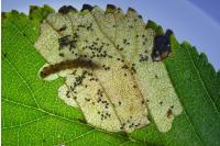 Atemelia torquatella