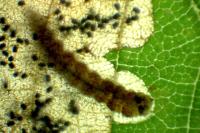 Atemelia torquatella