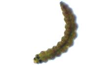 Atemelia torquatella