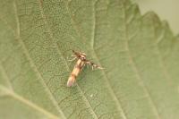 Stathmopoda pedella