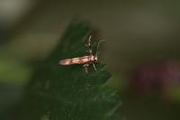 Stathmopoda pedella