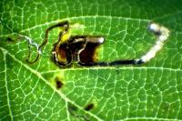 Bucculatrix albedinella