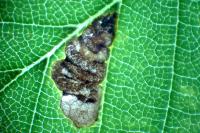 Stigmella viscerella