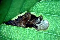 Stigmella viscerella
