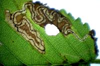 Stigmella ulmivora
