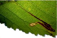 Stigmella lemniscella