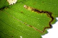 Stigmella lemniscella
