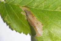 Phyllonorycter schreberella