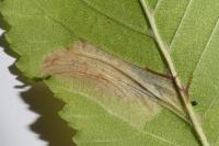 Phyllonorycter schreberella
