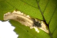 Phyllonorycter schreberella