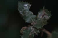Acrocercops brongniardella
