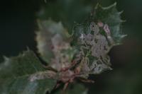 Acrocercops brongniardella
