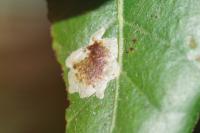 Phyllonorycter belotella