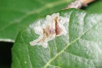 Phyllonorycter belotella