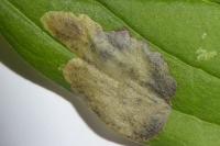 Antispila petryi