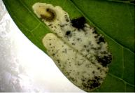 Antispila petryi