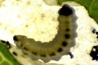Antispila petryi
