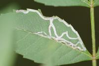 Caloptilia cuculipennella