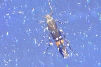 Cosmopterix pulchrimella