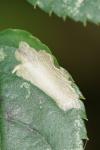 Coptotriche angusticollella