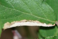 Coptotriche marginea