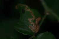 Stigmella aurella
