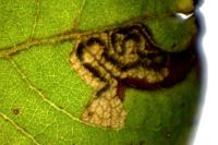 Stigmella salicis