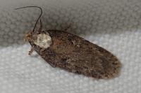 Depressaria douglasella