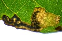 Stigmella salicis