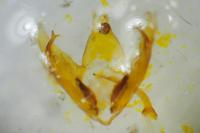 Depressaria douglasella