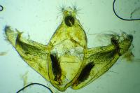 Depressaria douglasella