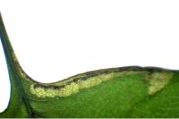 Ectoedemia atricollis